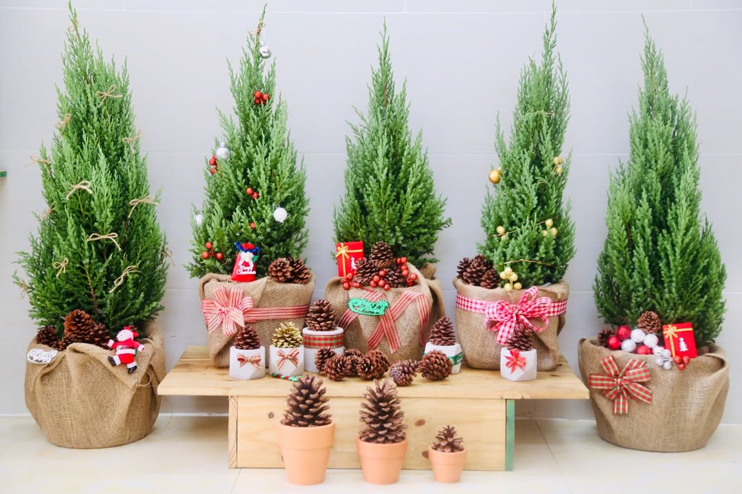 📢 📢 PHÁT ĐỘNG: "NOEL XANH - SỐNG AN LÀNH"