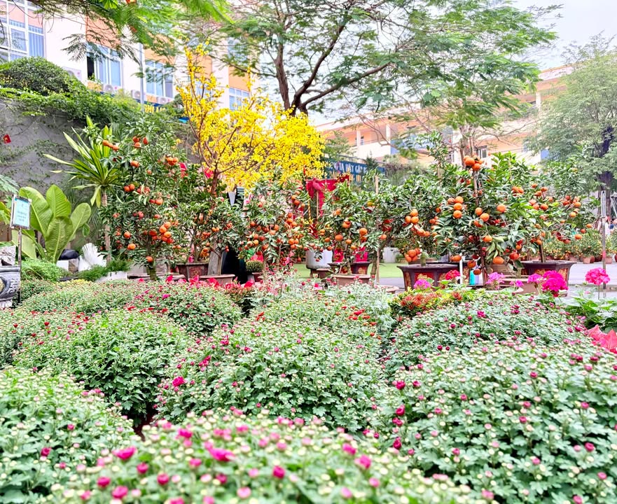 🌸Xanh Tuệ Đức đã sẵn sàng, không khí Hội Xuân 2026 đang rộn ràng hơn bao giờ hết!