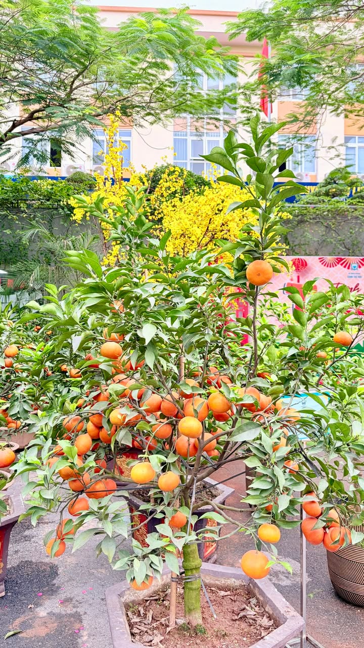 🌸Xanh Tuệ Đức đã sẵn sàng, không khí Hội Xuân 2026 đang rộn ràng hơn bao giờ hết!