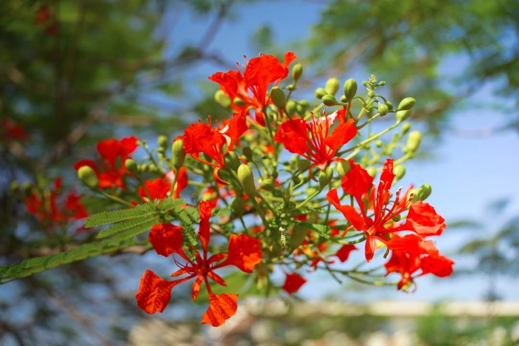 🌺🌺 Phượng đã bắt đầu đỏ rực sân trường Xanh Tuệ Đức